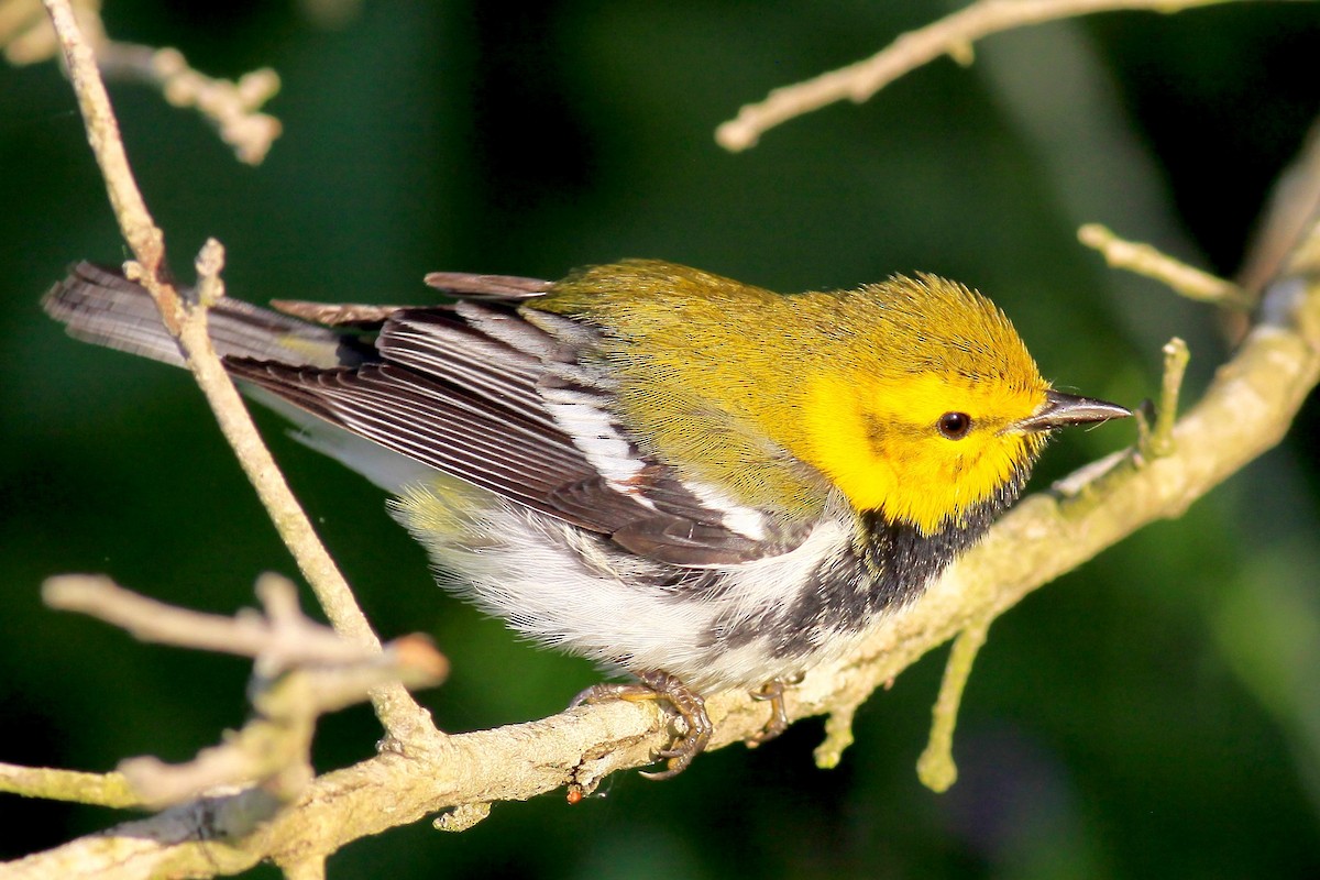 Black-throated Green Warbler - Ronald Newhouse