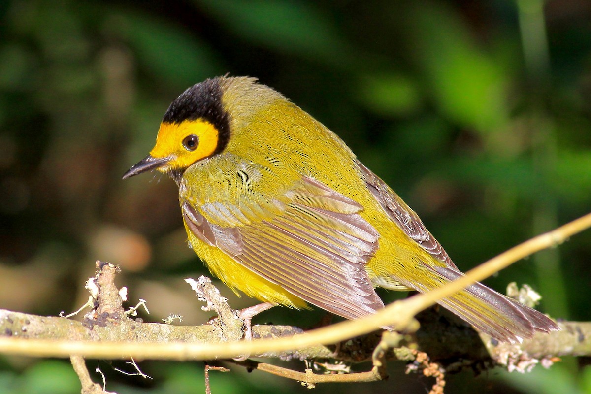 Hooded Warbler - Ronald Newhouse