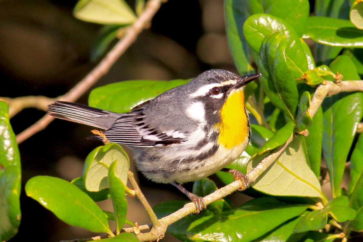 Yellow-throated Warbler - Ronald Newhouse