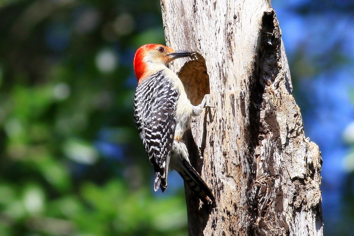 Red-bellied Woodpecker - ML93952401
