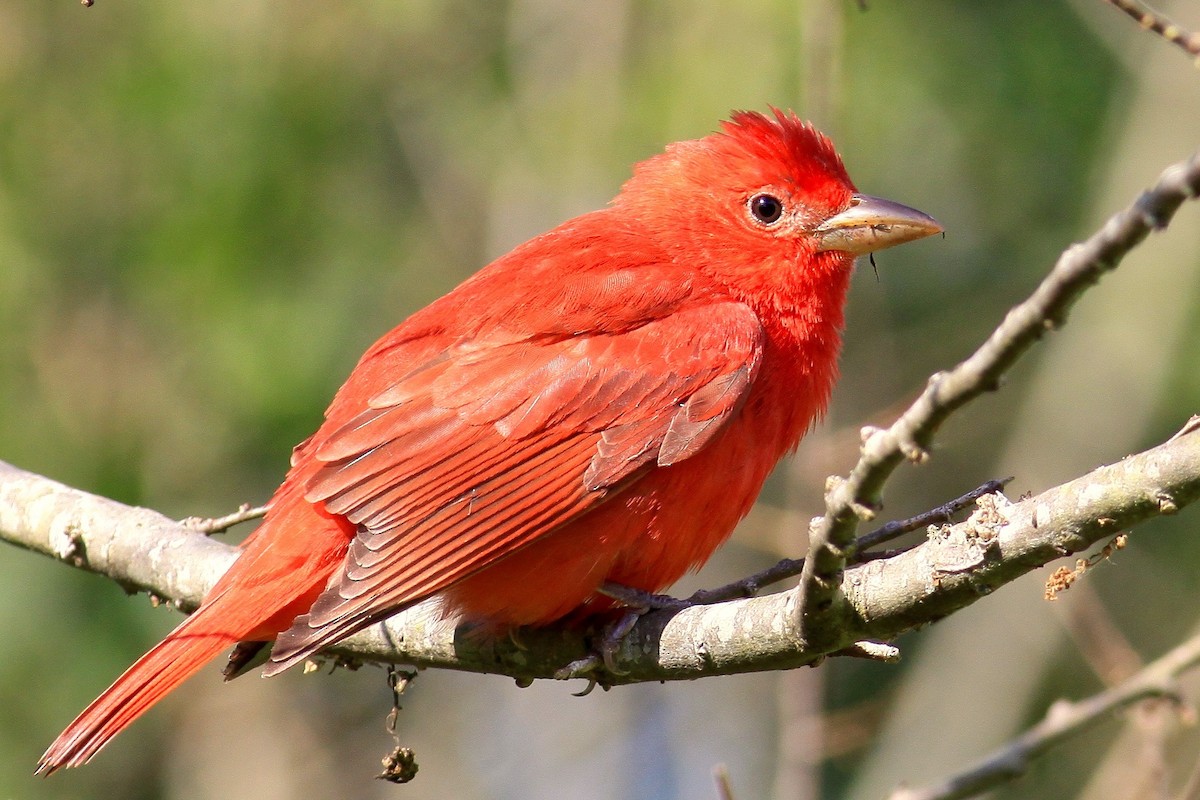 Summer Tanager - Ronald Newhouse
