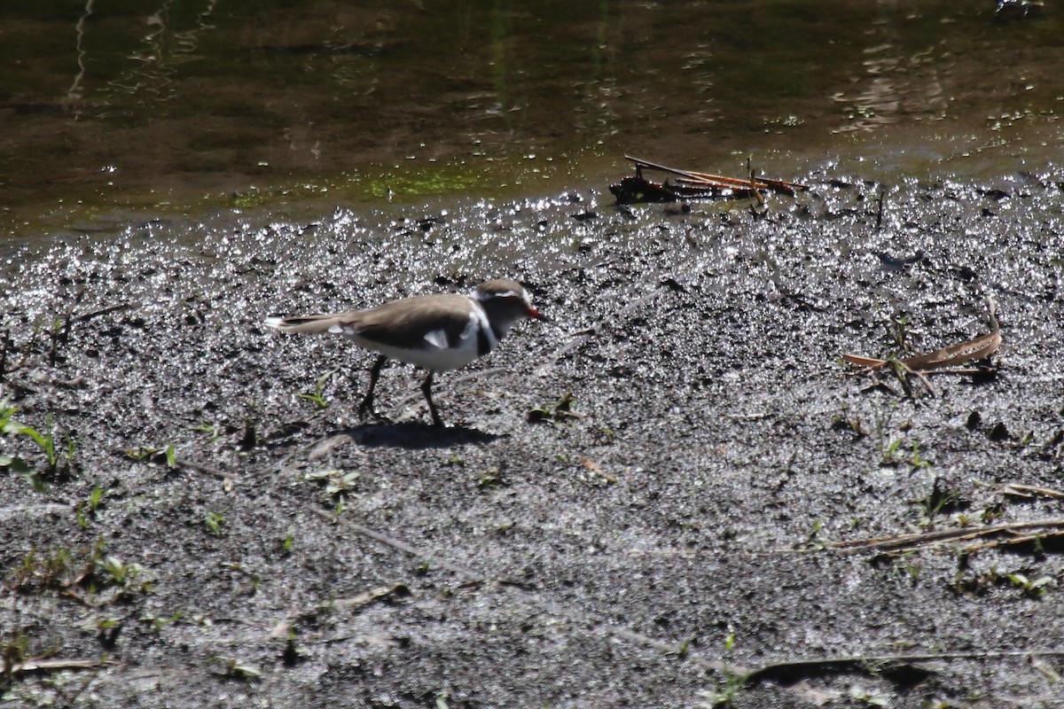 Three-banded Plover (African) - Doug Kibbe