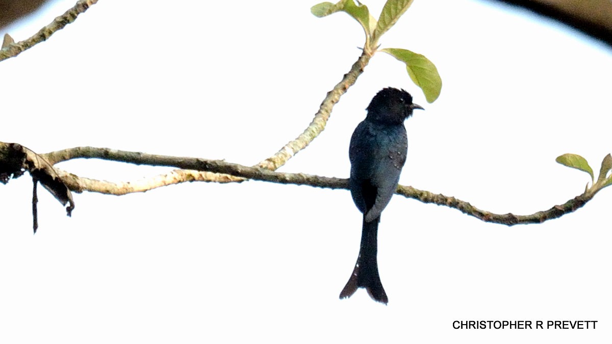 Fork-tailed Drongo-Cuckoo - Christopher Rex Prevett