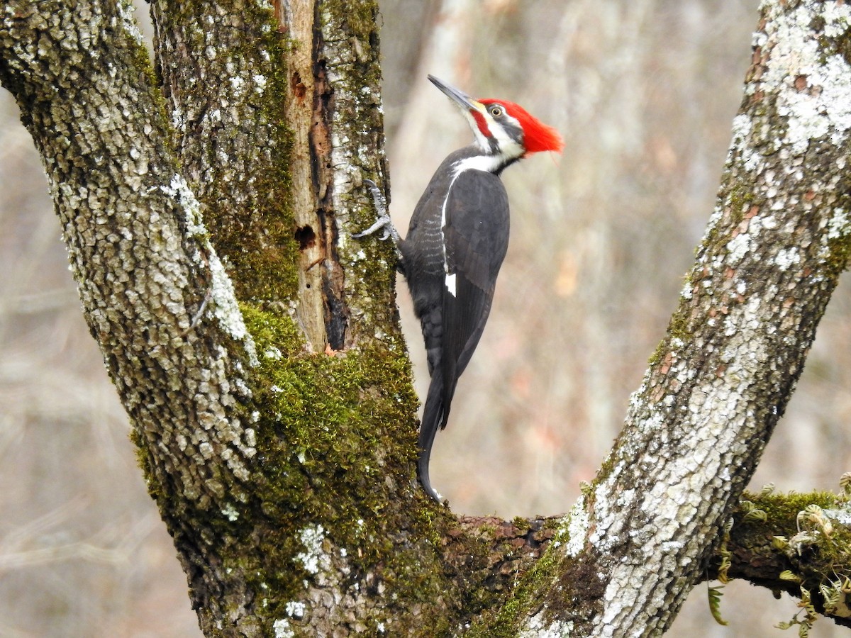 Pileated Woodpecker - S. K.  Jones