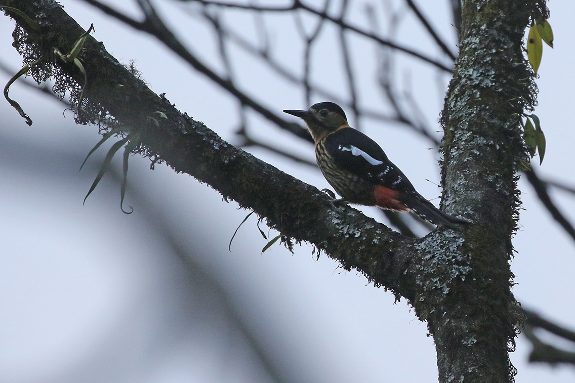 Darjeeling Woodpecker - Charley Hesse TROPICAL BIRDING
