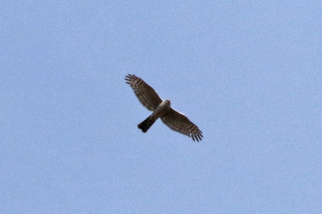 Eurasian Sparrowhawk - ML93953721