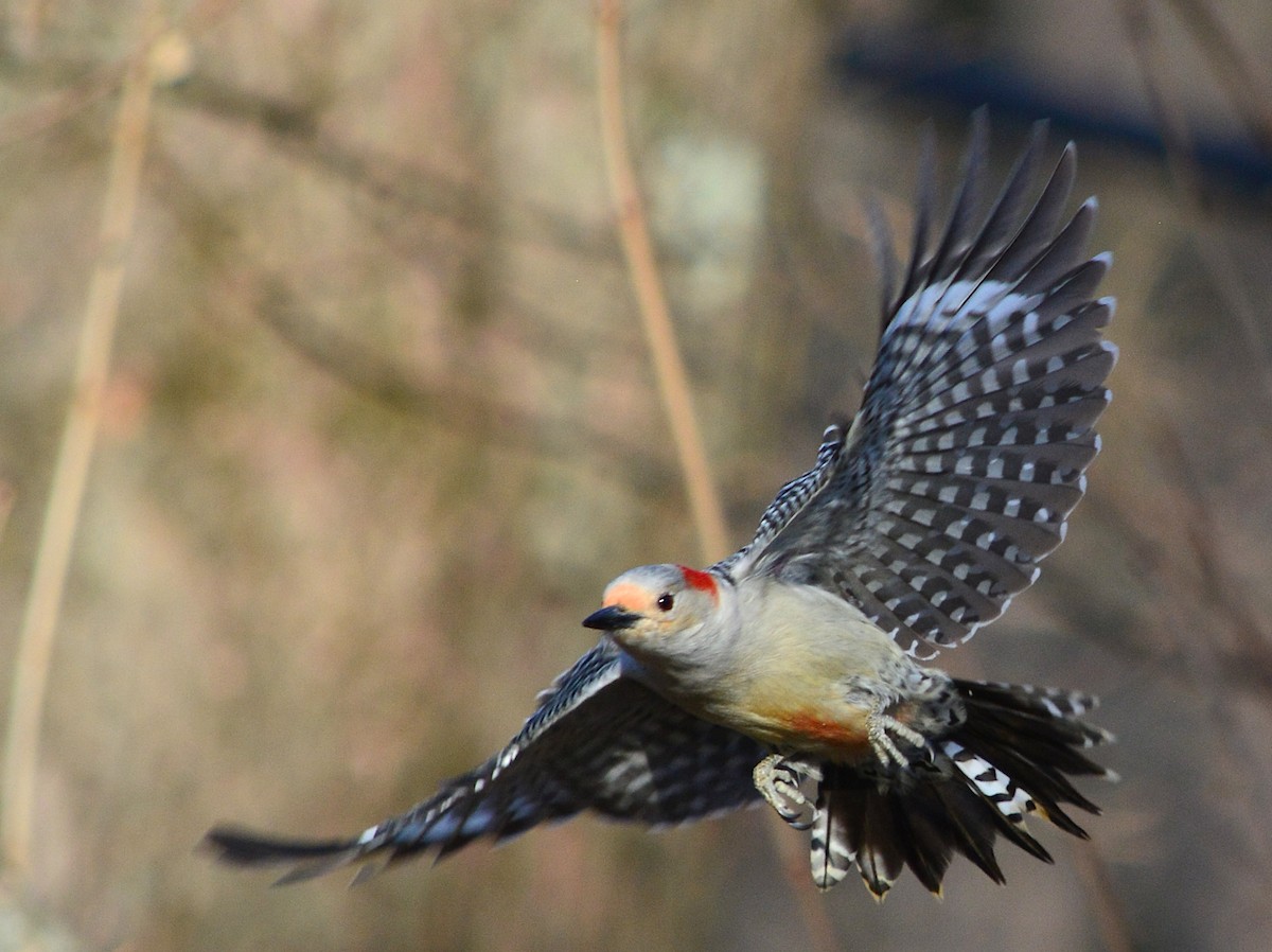 Red-bellied Woodpecker - Ryan Treves