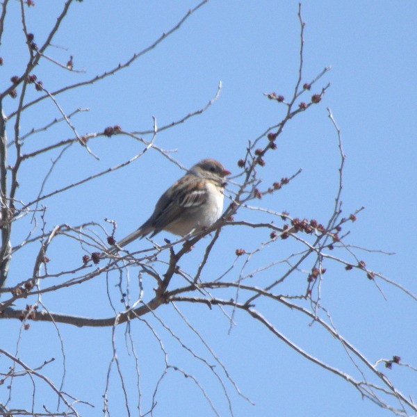 Field Sparrow - Edward Raynor