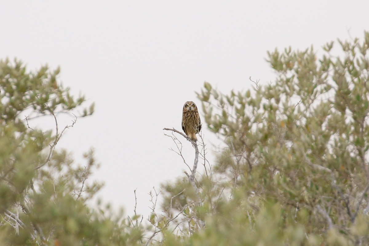 Short-eared Owl (Northern) - ML93959681