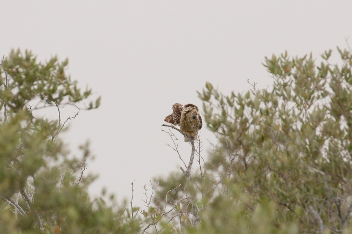 Short-eared Owl (Northern) - ML93959691