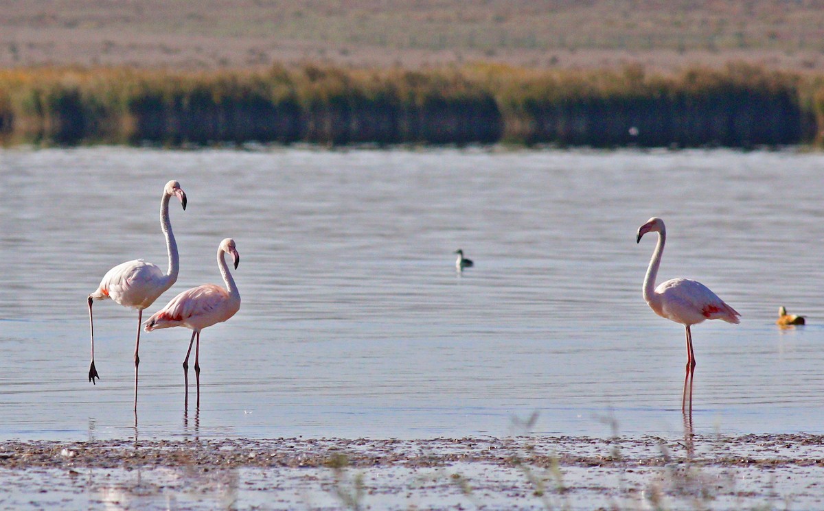 Greater Flamingo - 白尾 海雕