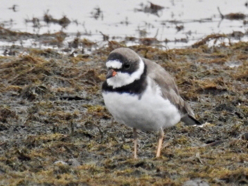 Semipalmated Plover - ML93961511