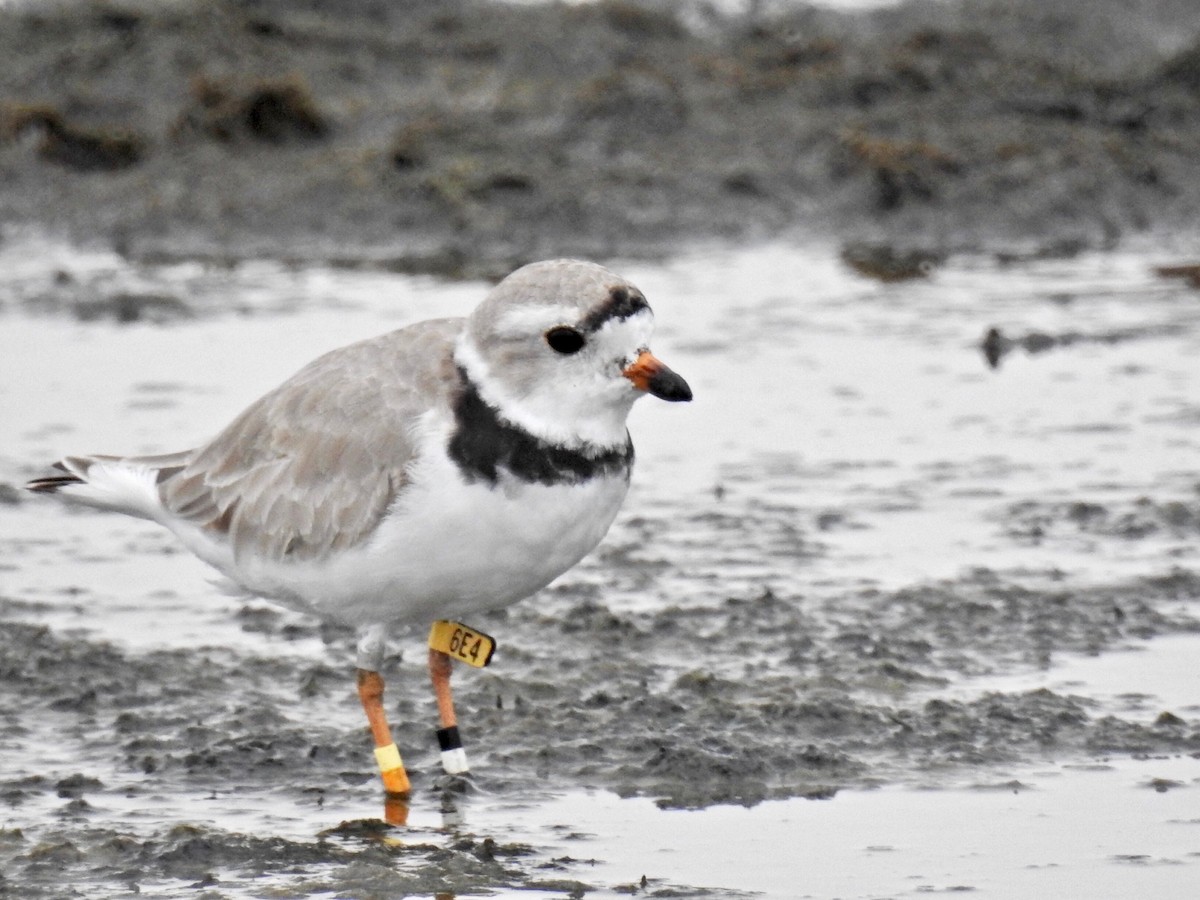 Piping Plover - ML93961531