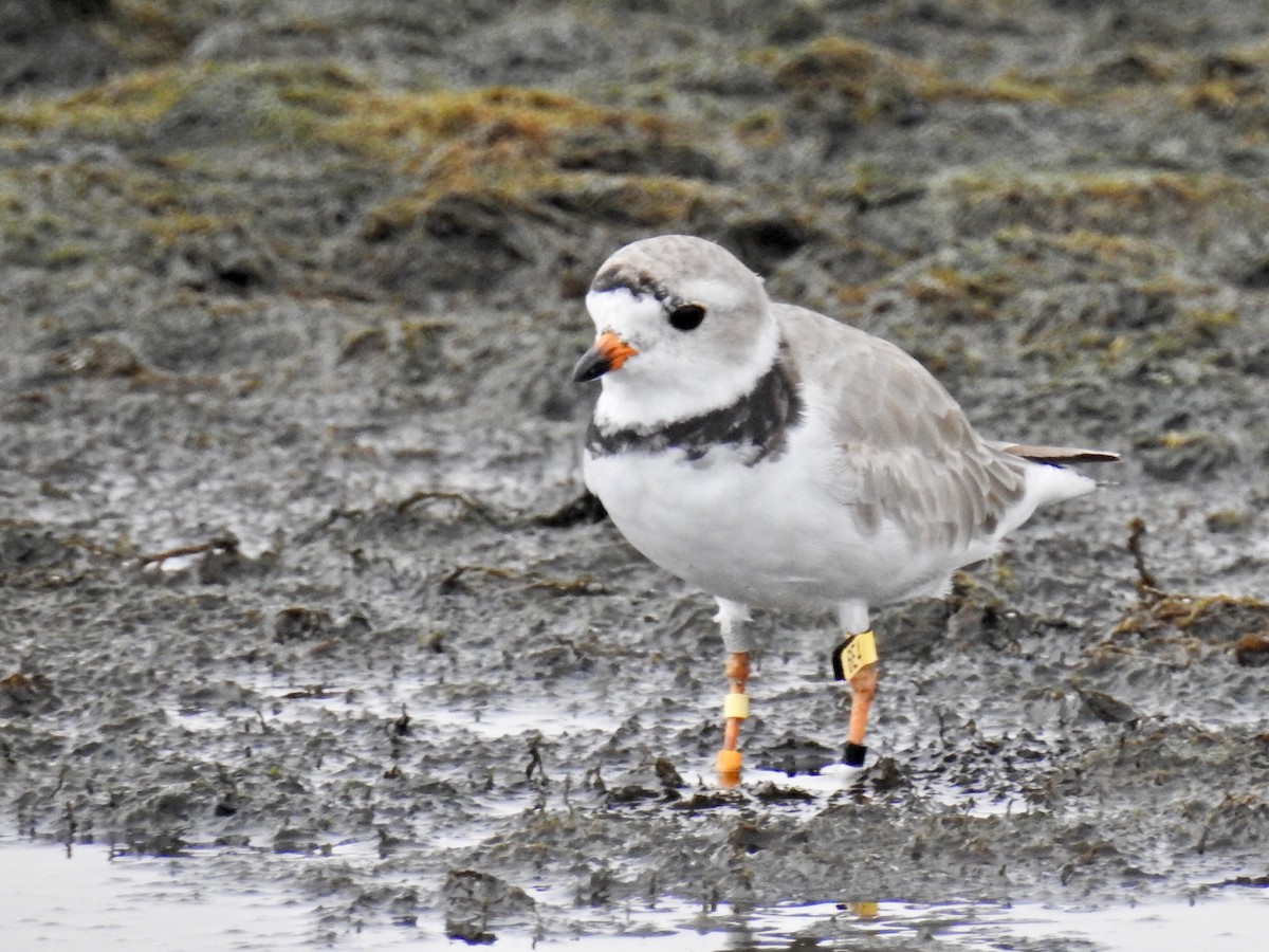 Piping Plover - ML93961551