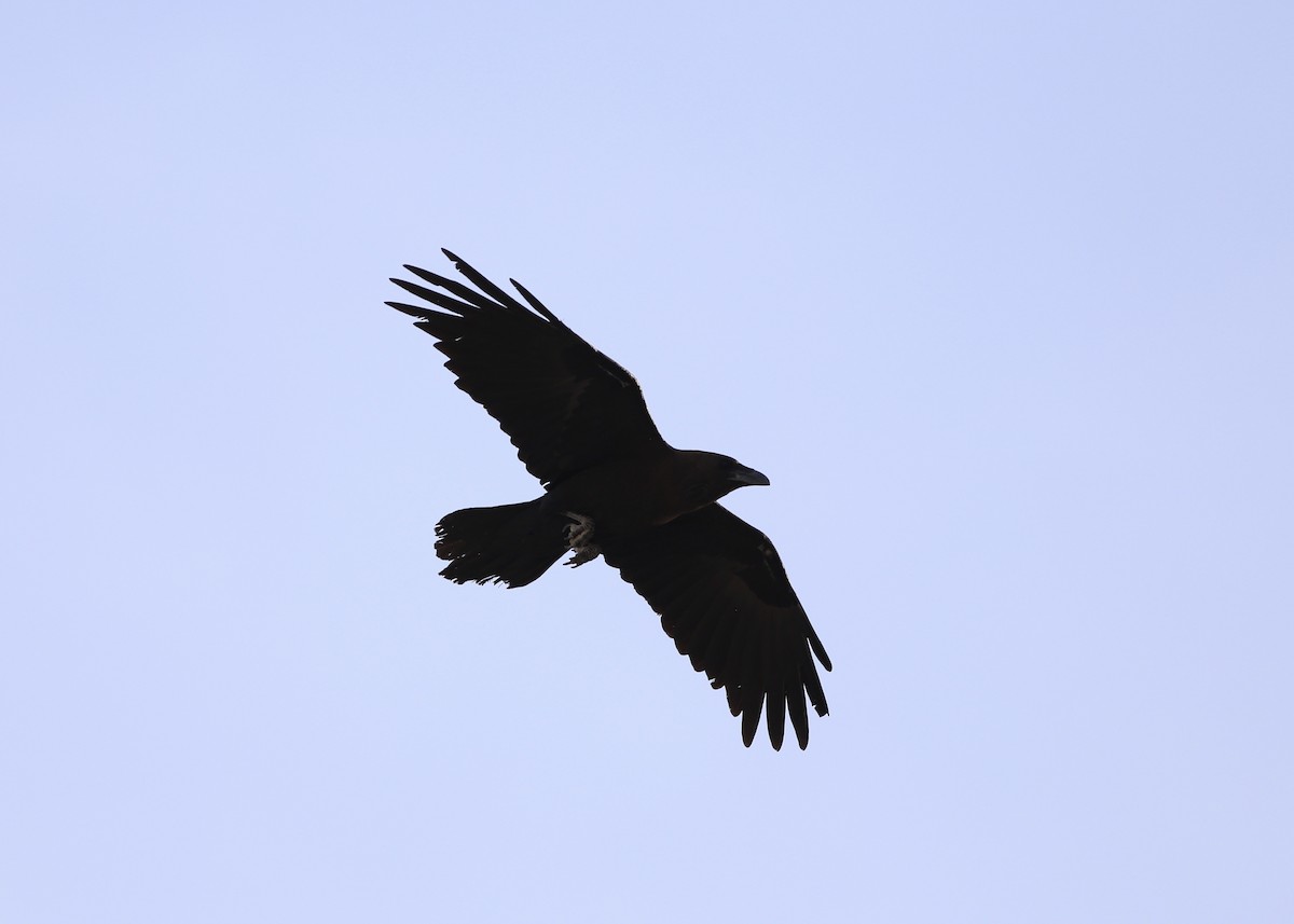 Brown-necked Raven - ML93961931