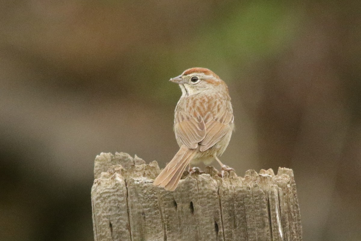 Rufous-crowned Sparrow - ML93962141