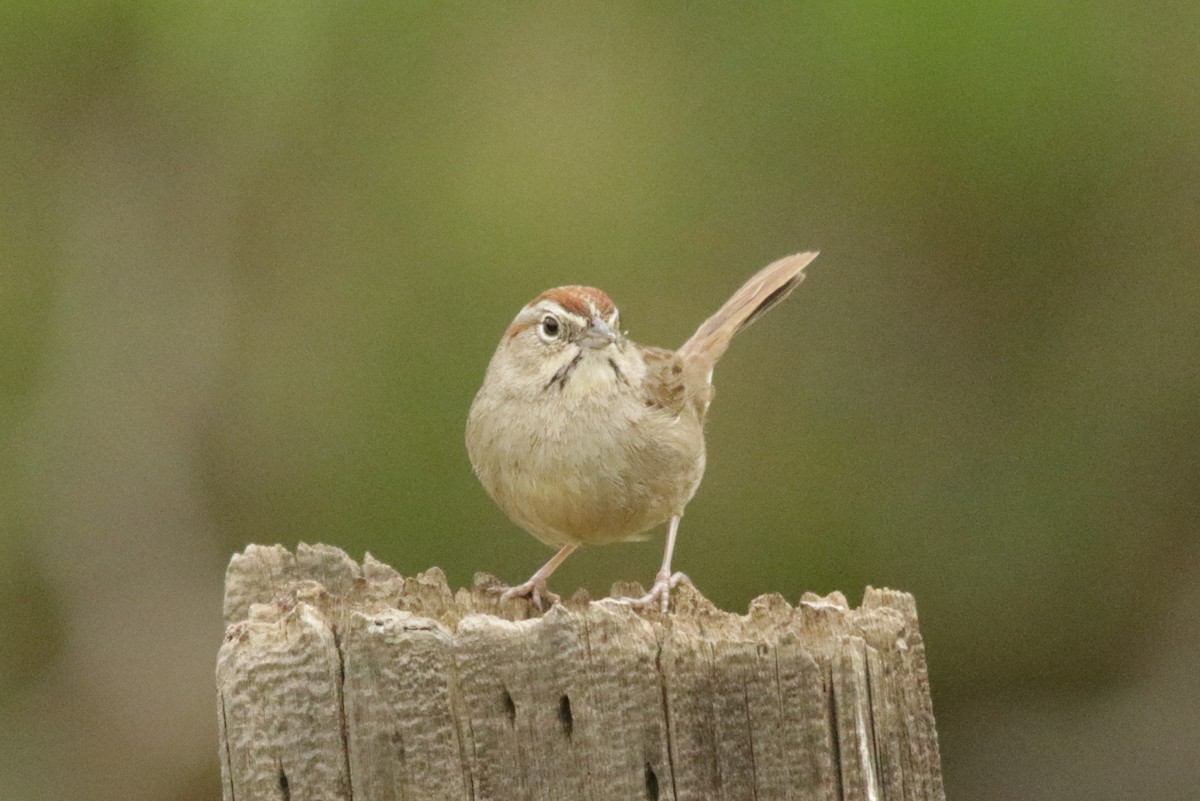 Rufous-crowned Sparrow - ML93962151