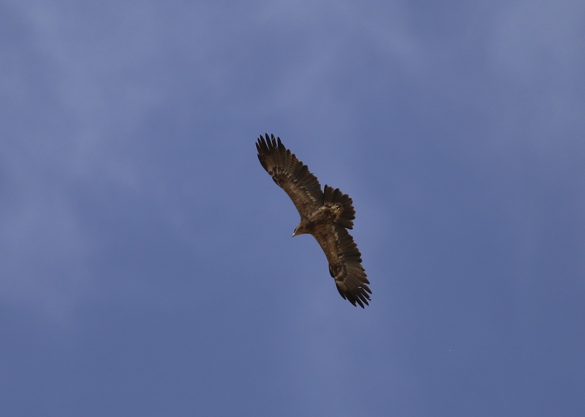 Lesser Spotted Eagle - Alan Kneidel