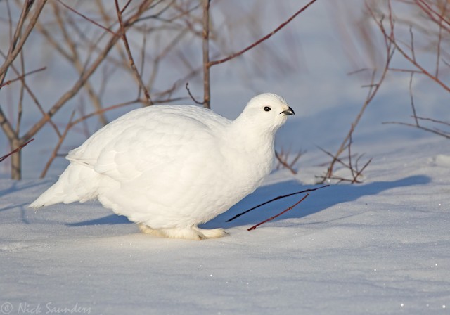 Willow Grouse / ptarmigan 雷鳥親のみ www.krzysztofbialy.com