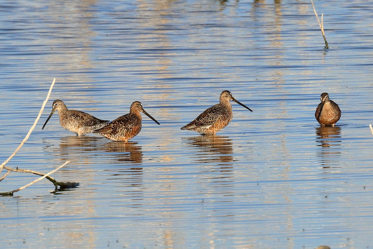 Long-billed Dowitcher - ML93966131