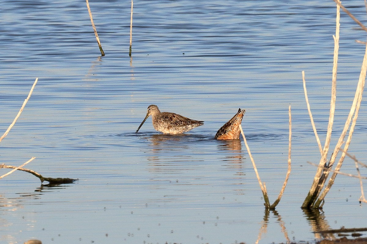 Long-billed Dowitcher - ML93966141