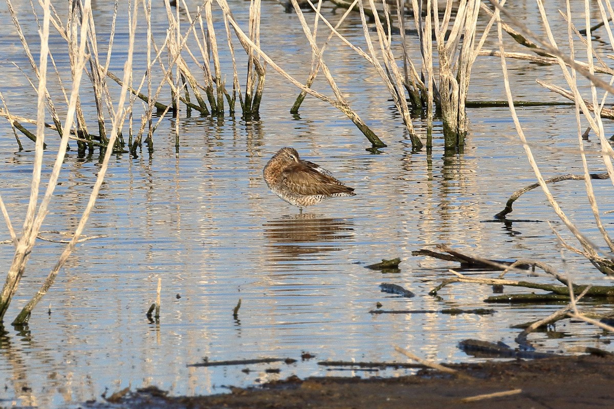 Long-billed Dowitcher - ML93966281