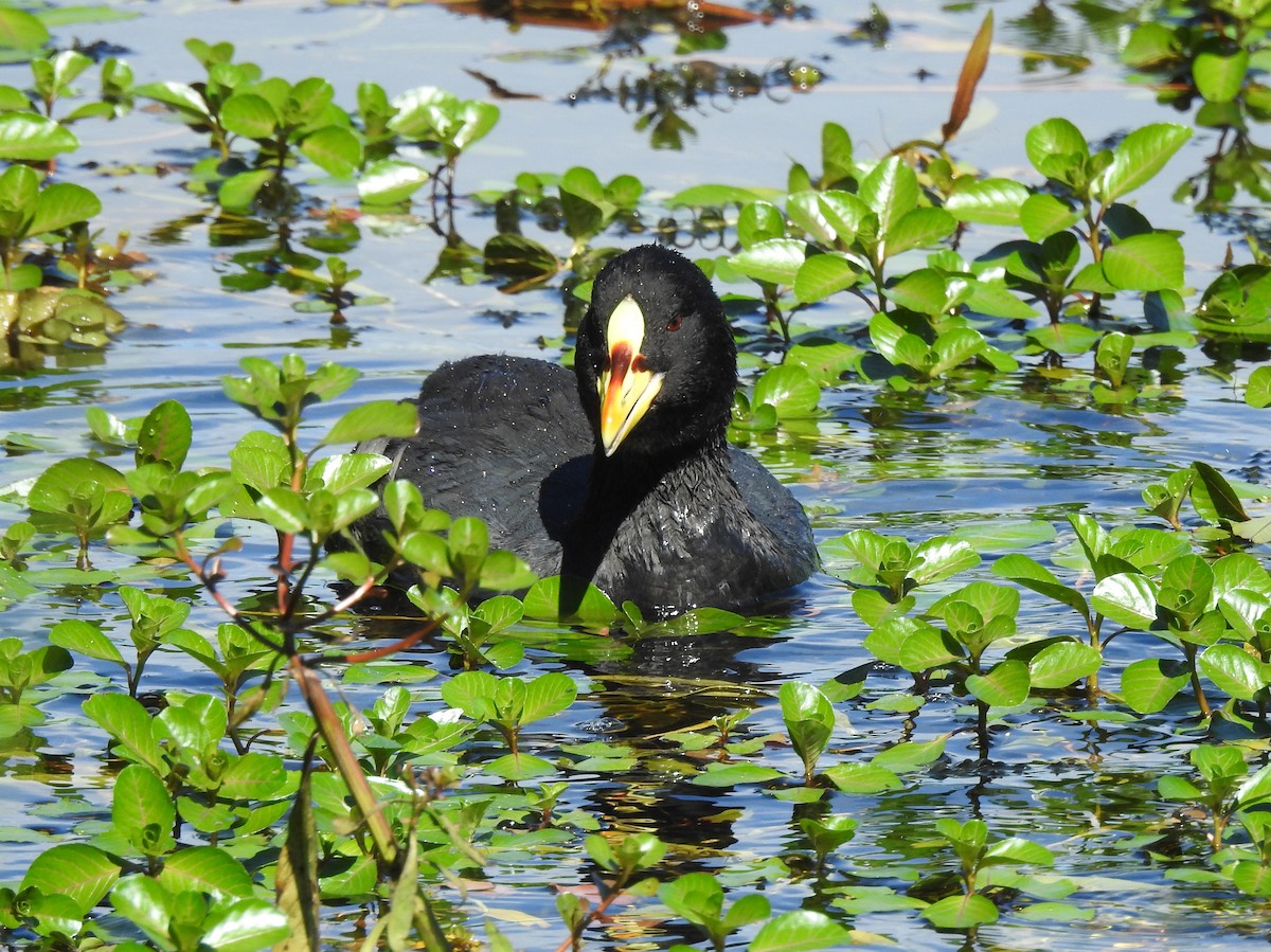 Red-gartered Coot - Carlos Crocce