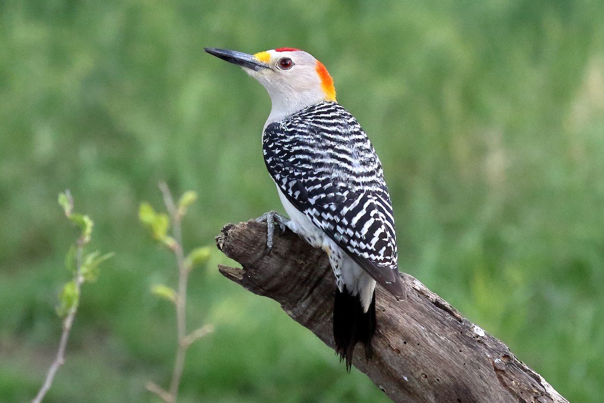 Golden-fronted Woodpecker - ML93968381