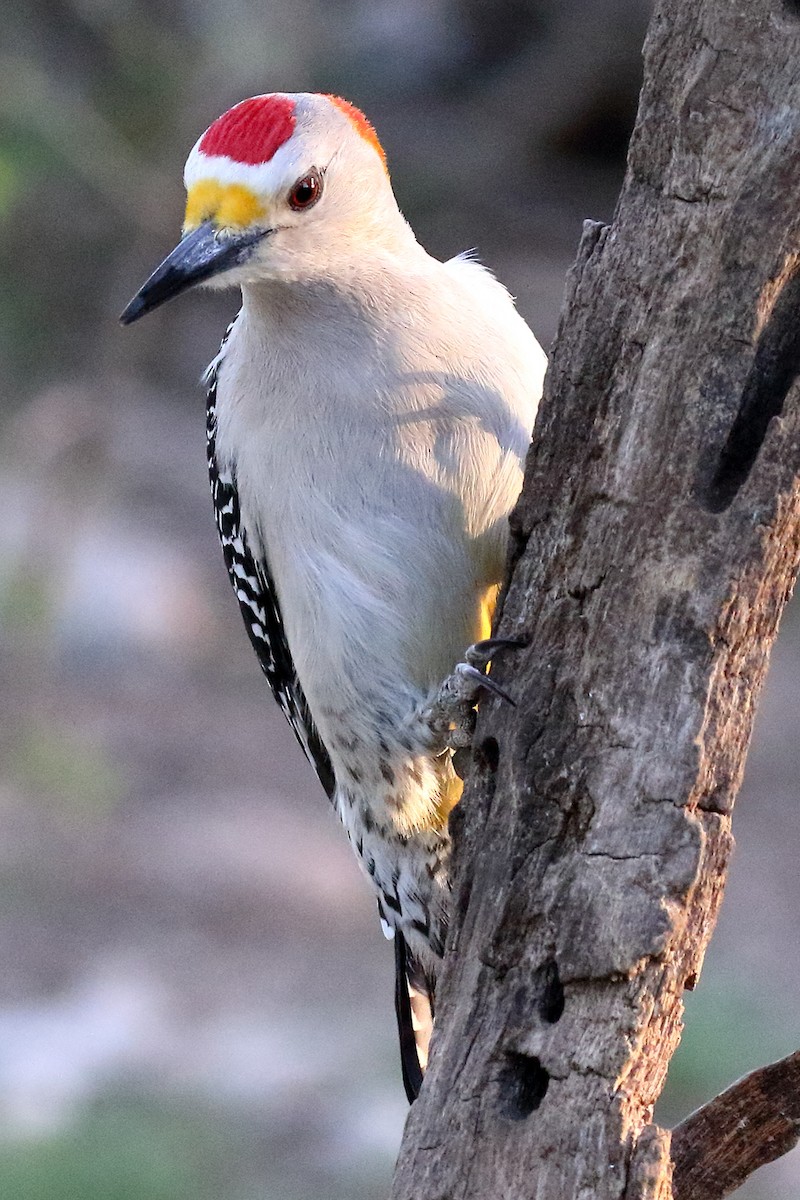Golden-fronted Woodpecker - ML93968391