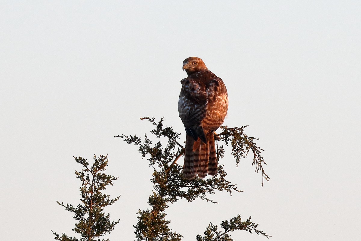 Red-tailed Hawk - ML93968571