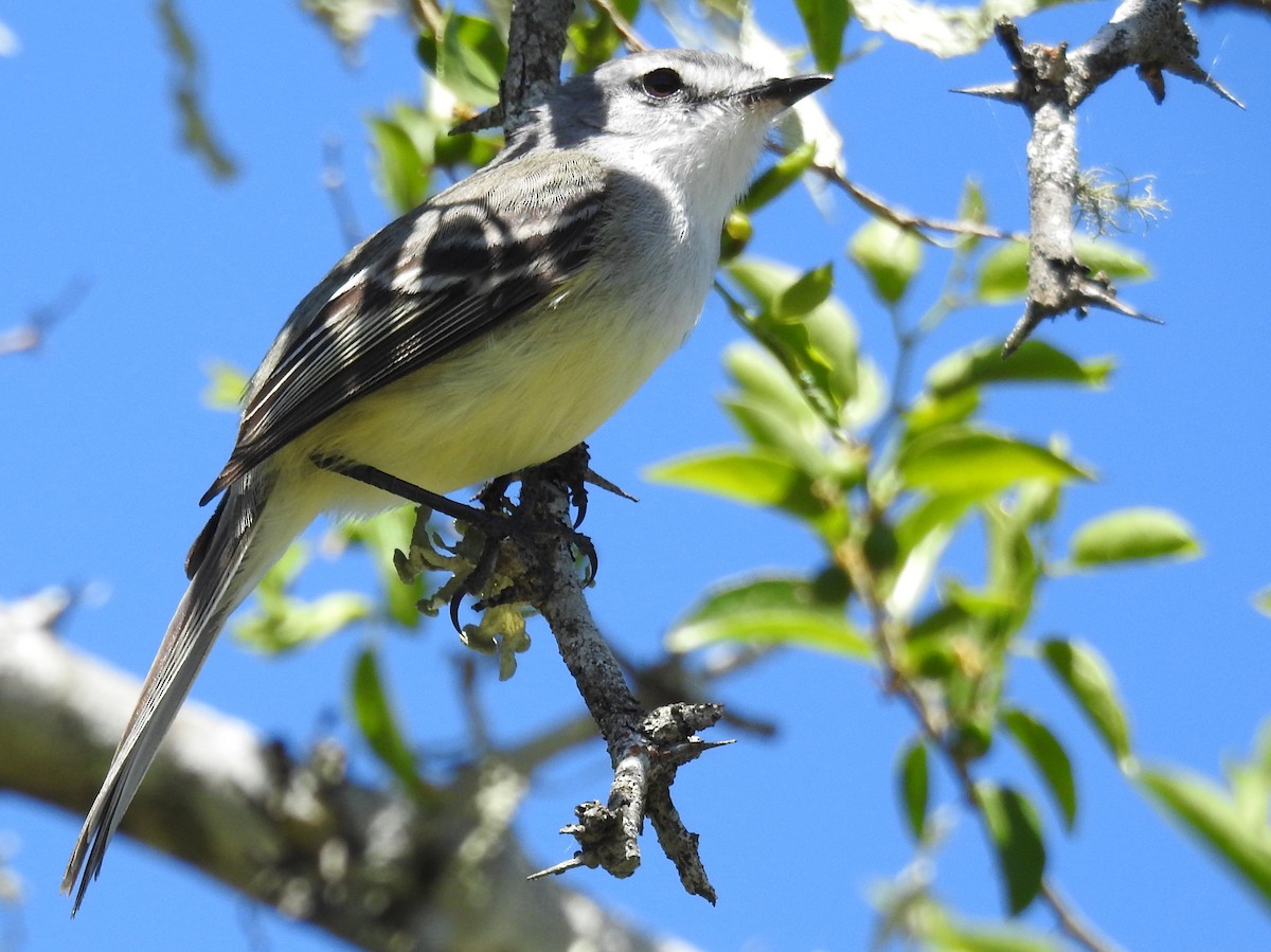 White-crested Tyrannulet (Sulphur-bellied) - Carlos Crocce