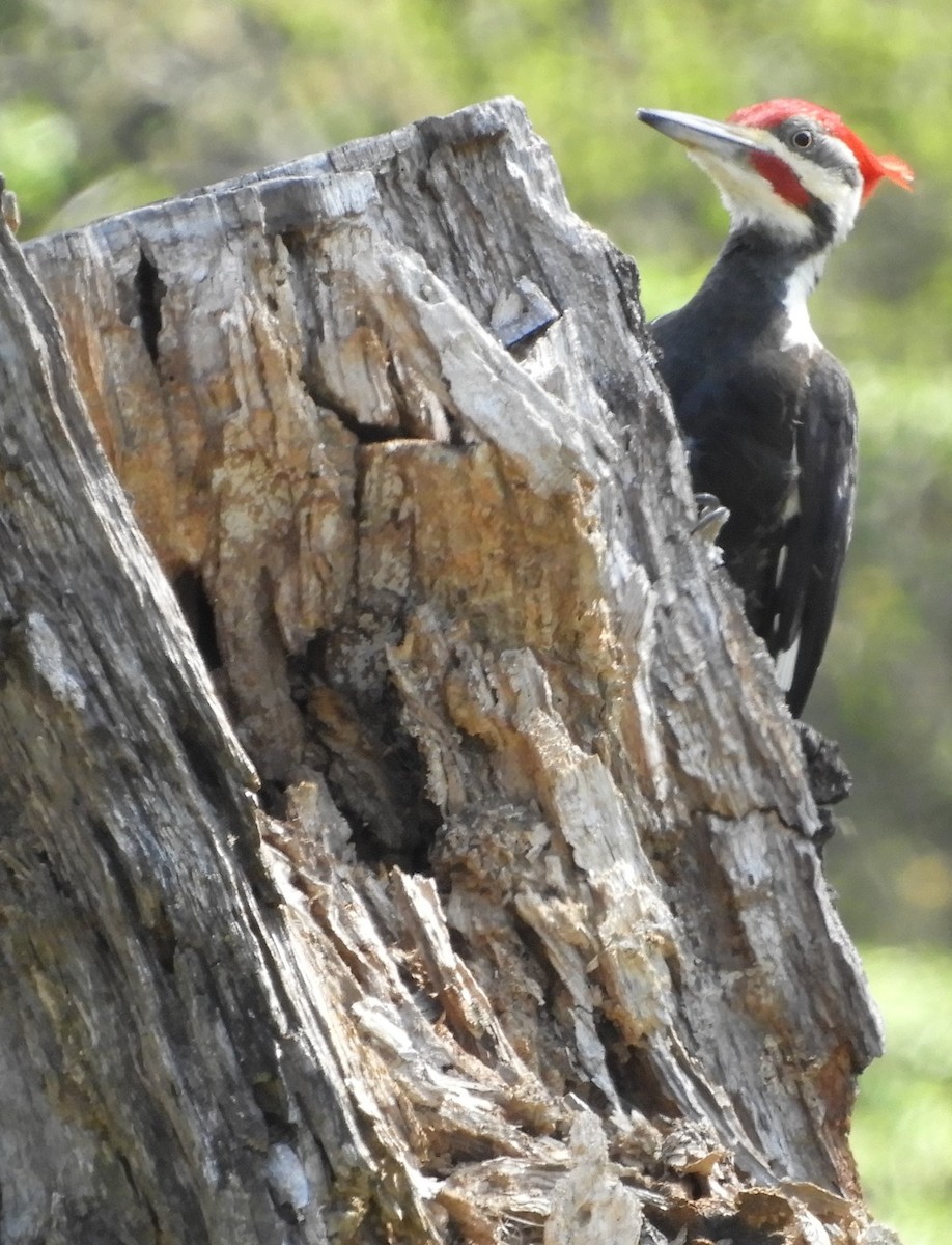 Pileated Woodpecker - ML93970851