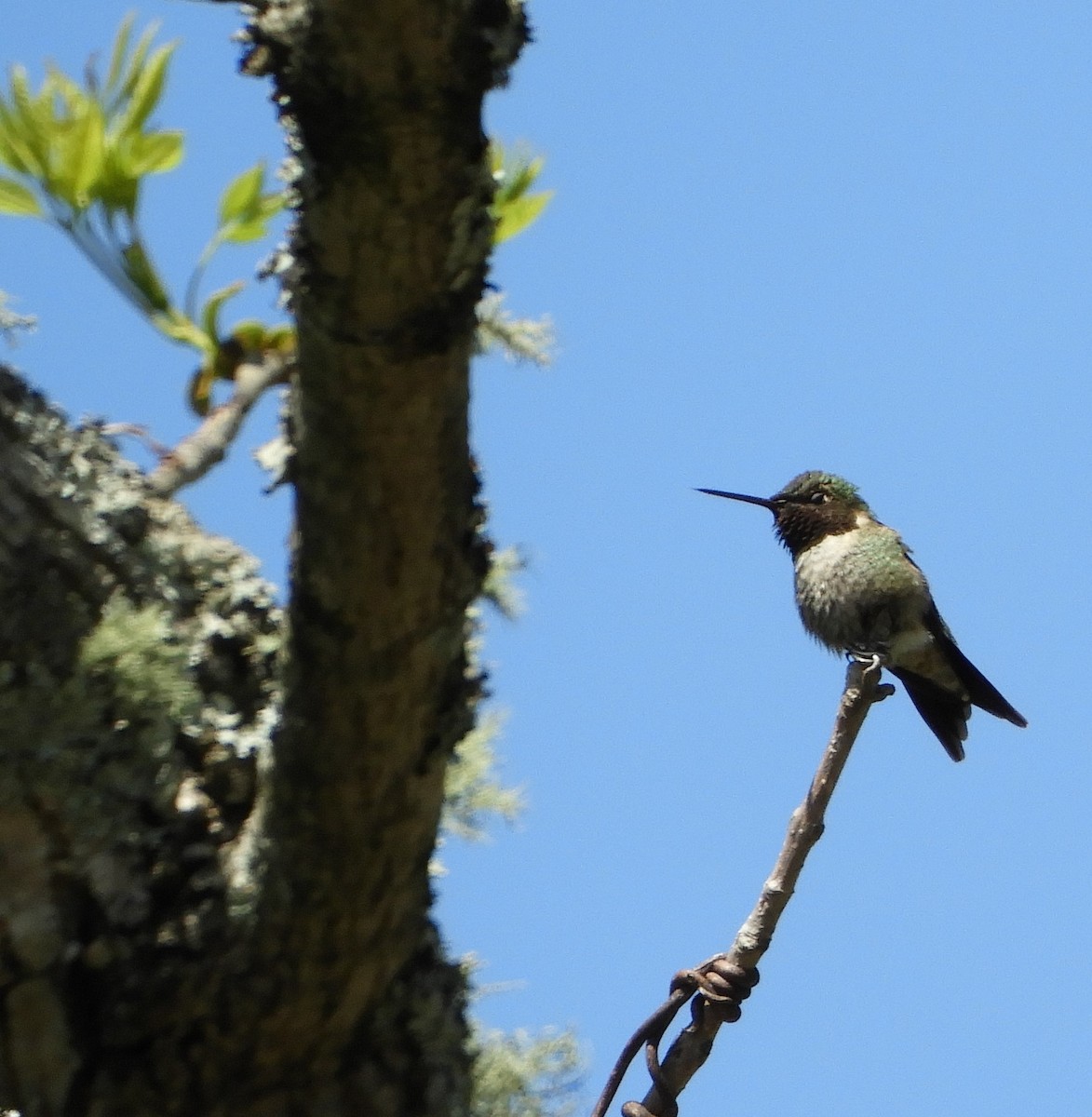Ruby-throated Hummingbird - Larenda Donovan