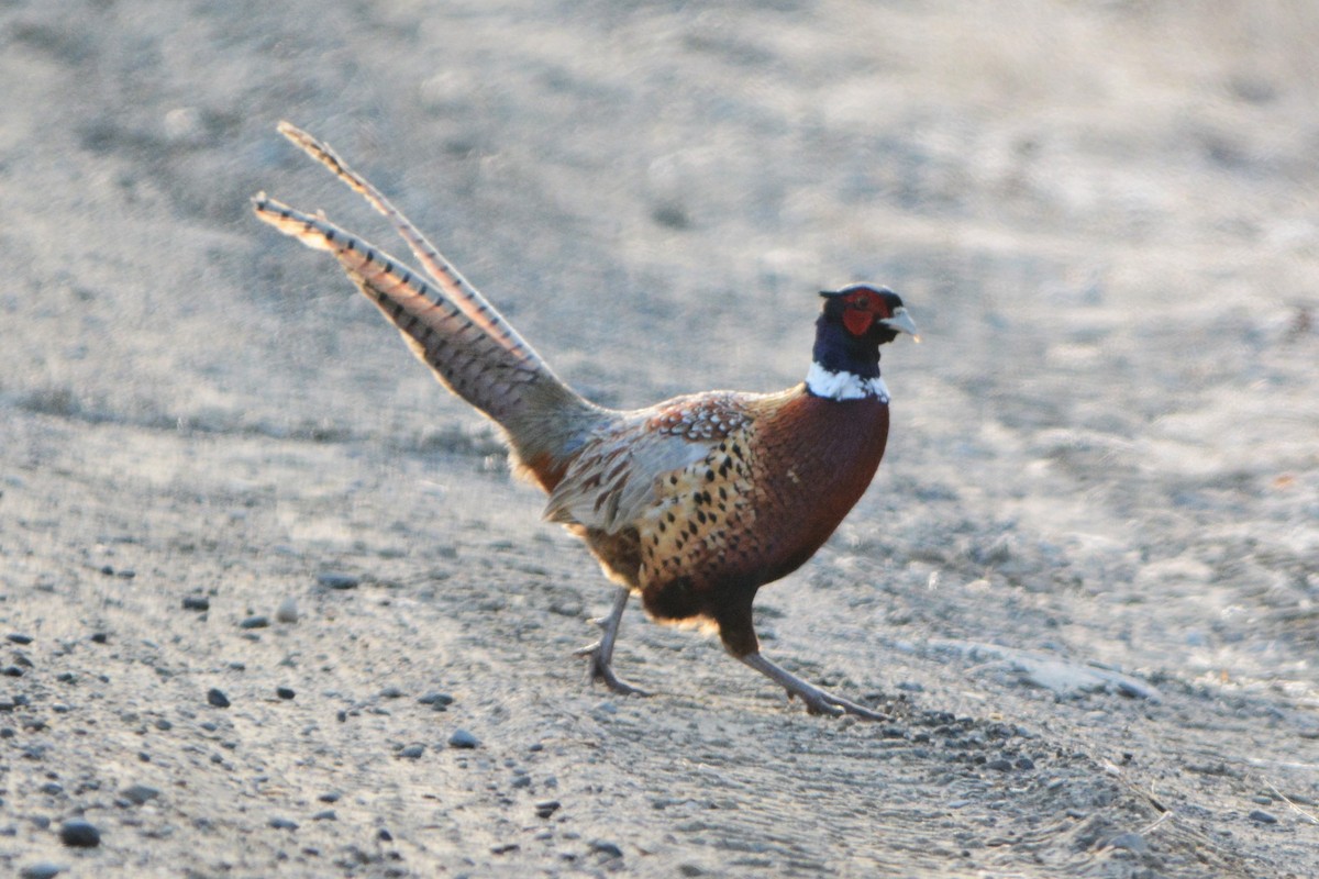 Ring-necked Pheasant - ML93980391