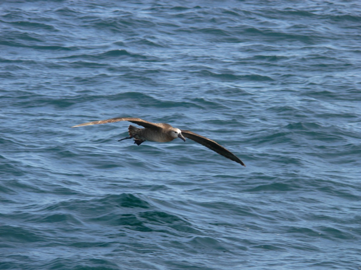 Black-footed Albatross - ML93981391