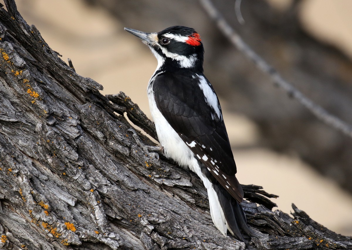 Hairy Woodpecker (Rocky Mts.) - Alan Versaw