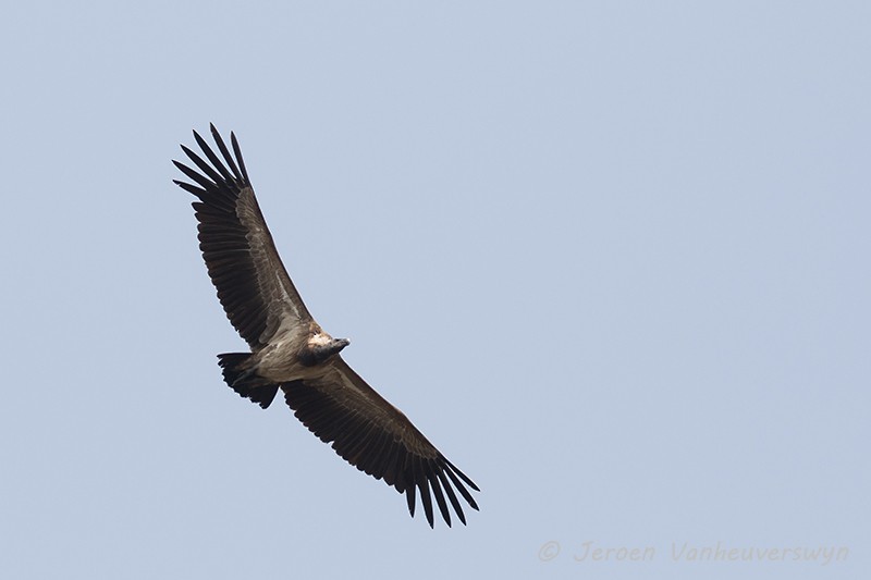 Slender-billed Vulture - ML93987031