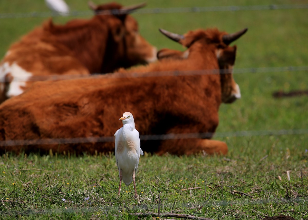Western Cattle Egret - Tim Lenz
