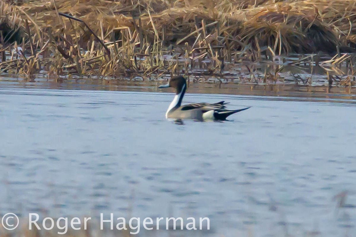 Northern Pintail - Roger Hagerman