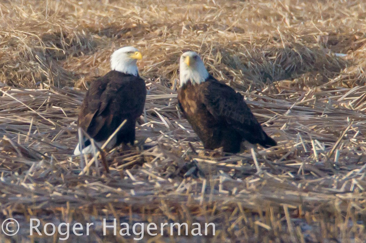 Bald Eagle - Roger Hagerman