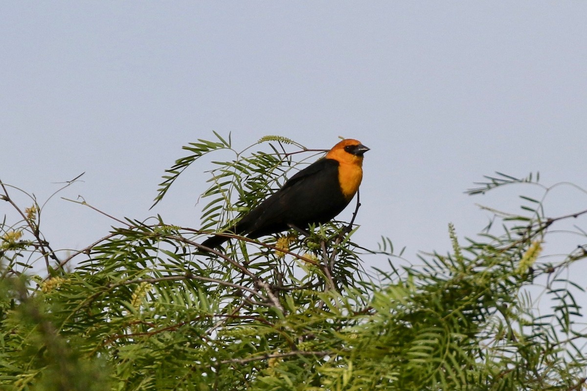 Yellow-headed Blackbird - ML93993701