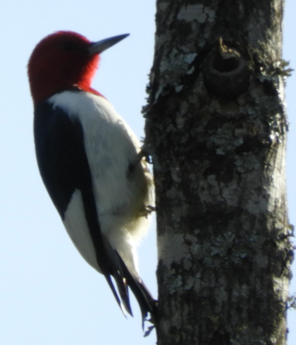 Red-headed Woodpecker - ML93994551