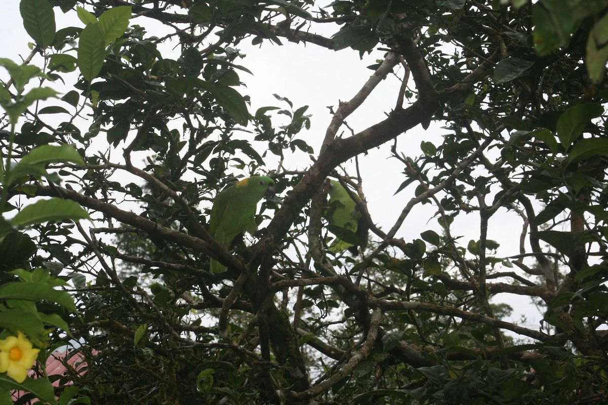 Yellow-naped Parrot - Paul Mandala