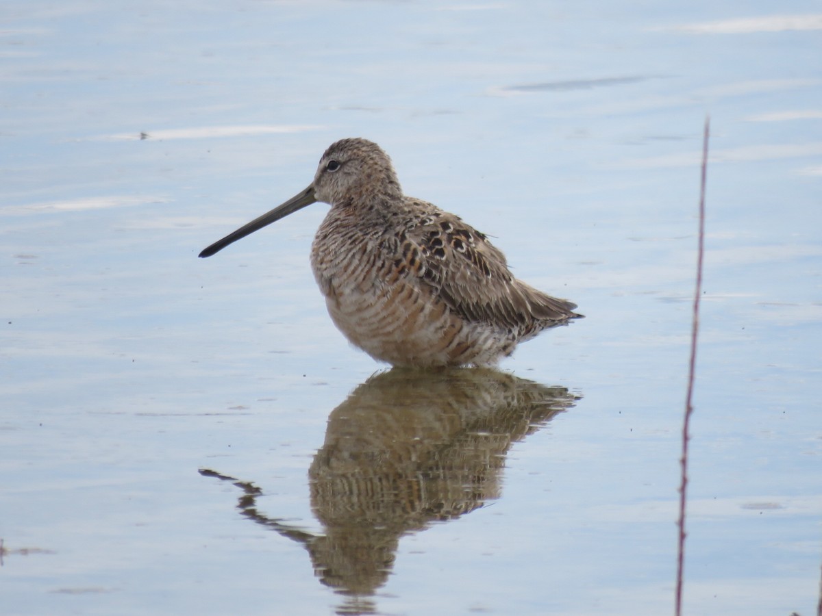 Long-billed Dowitcher - ML93995201