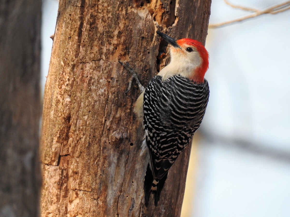 Red-bellied Woodpecker - ML93995901