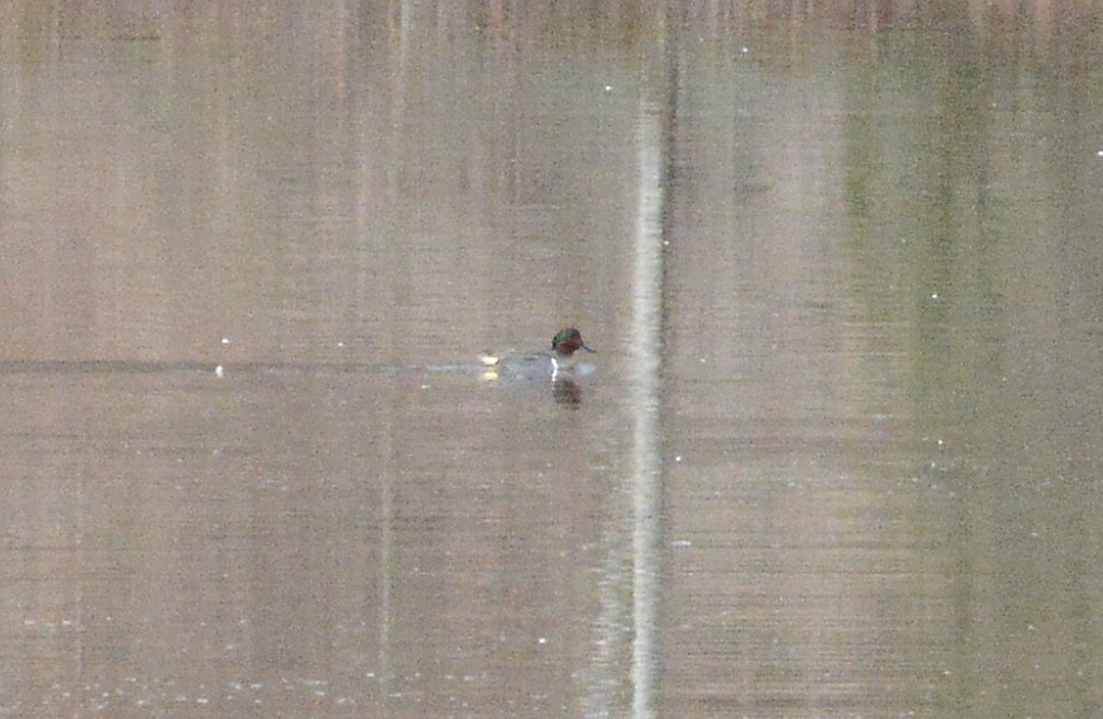 Green-winged Teal - ML93996841
