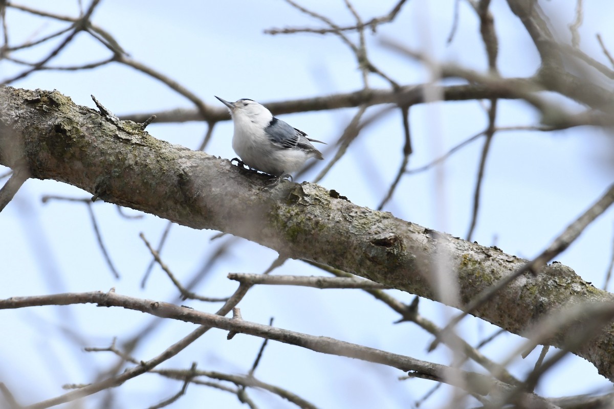 White-breasted Nuthatch - ML93999601