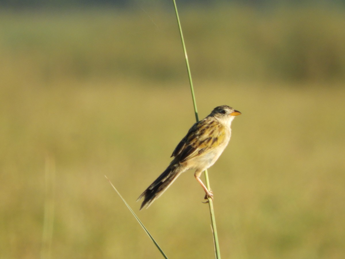 Wedge-tailed Grass-Finch - ML94001211