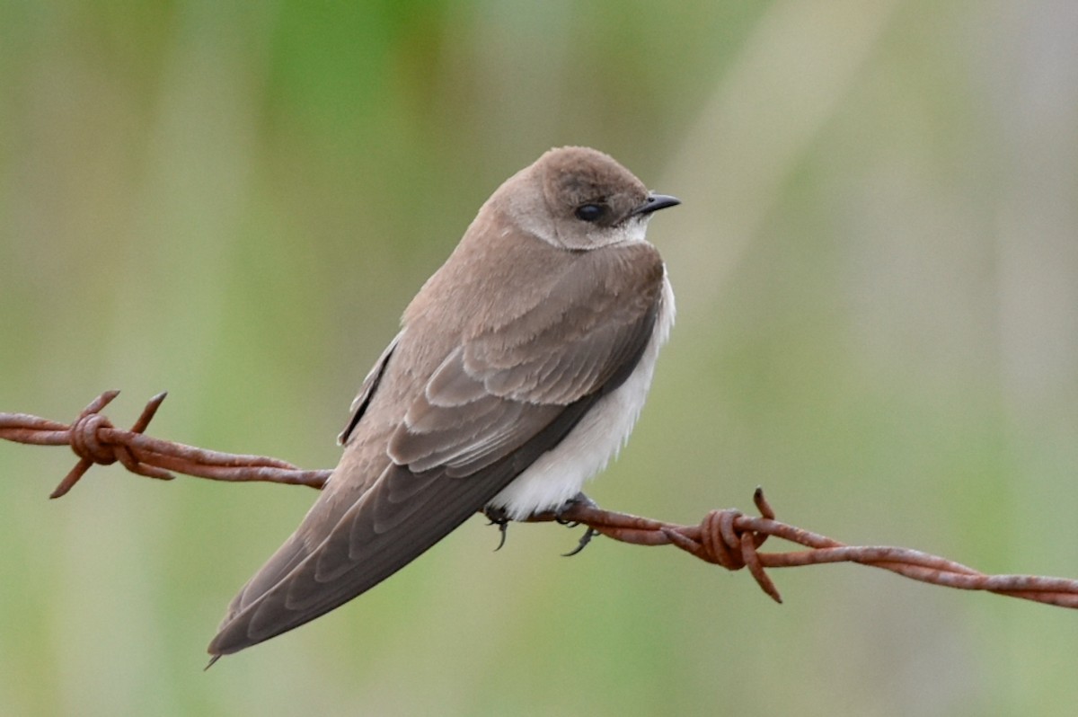 Northern Rough-winged Swallow - ML94002211