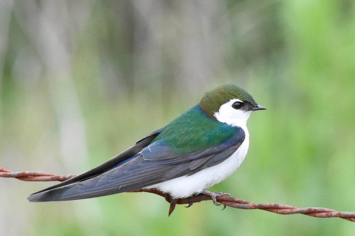 Violet-green Swallow - ML94002301